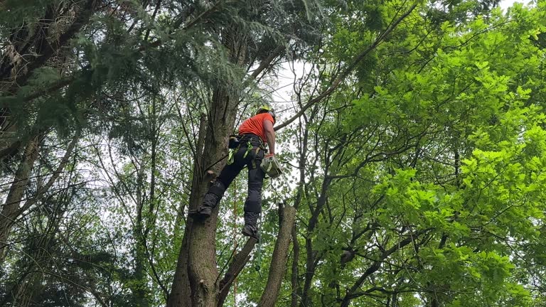 Best Root Management and Removal  in Normandy, MO